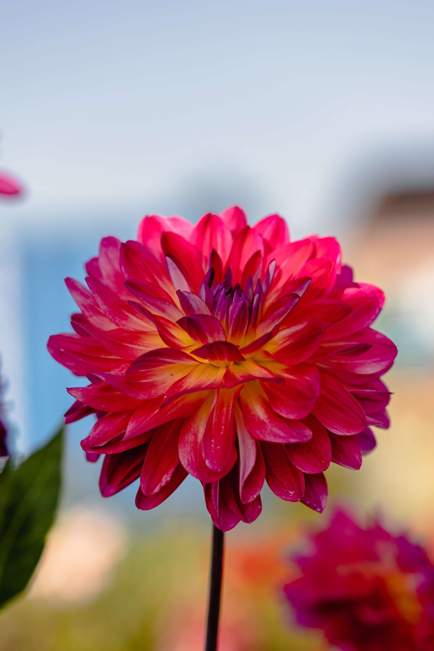 Dahlie 'Double Shine'